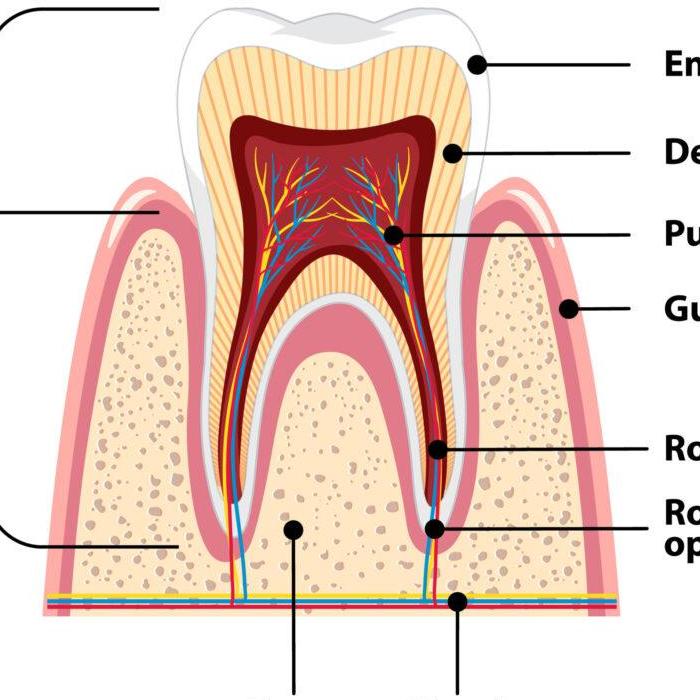 Figsdental Sgg
